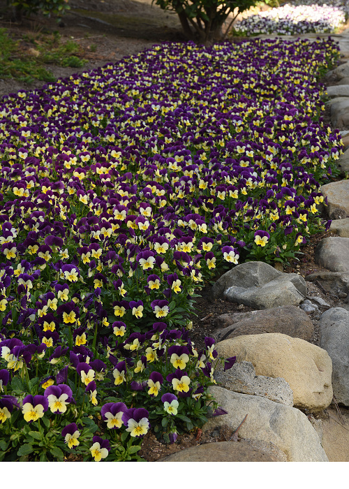 Viola cornuta Quicktime F1 Lemon Jump Up 1000 semien